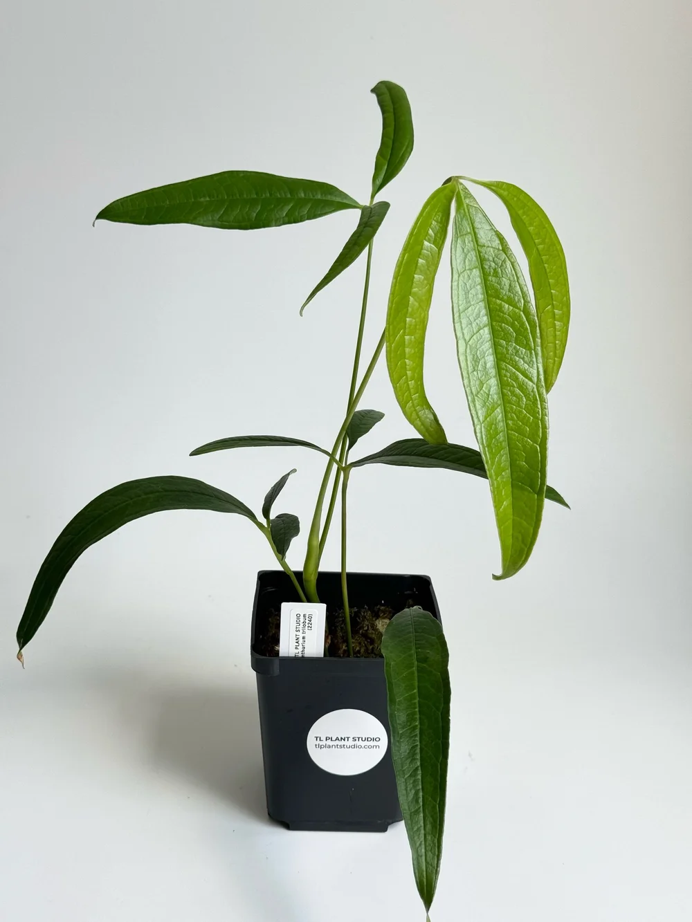 Anthurium trilobum #2240  TL PLANT STUDIO