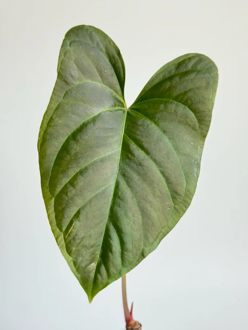 house plant potting Houseplant Potting Mix