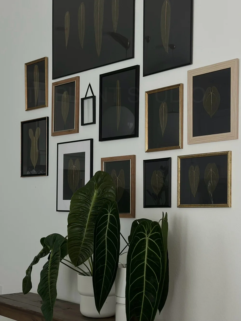 Anthurium NOID 'T28' (16x20")  TL PLANT STUDIO