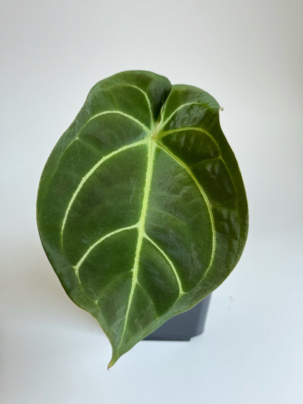 Anthurium forgetii x besseae aff #2318  TL PLANT STUDIO