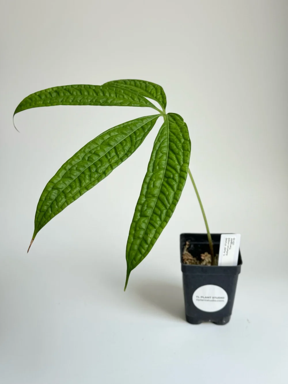bonsai polyscias Ming Aralia 'Snowflake' Polyscias Fruticosa Variegated Kokedama
