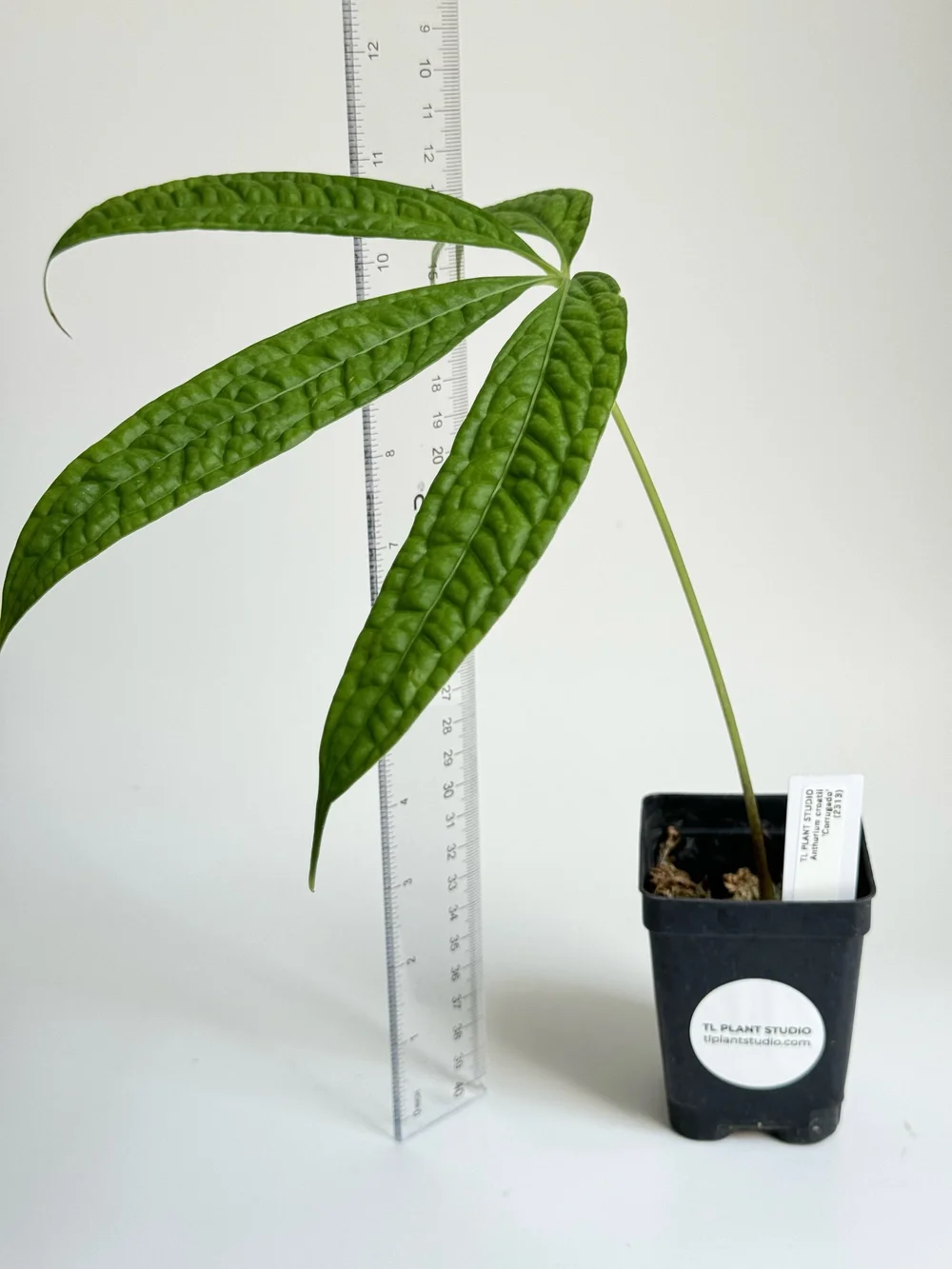 Anthurium croatii 'Corrugado' #2313 — TL PLANT STUDIO