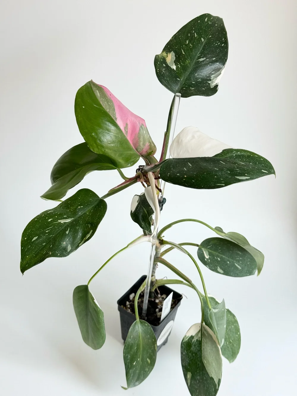 cocktail plant online shop 5 Bare Roots main image 1