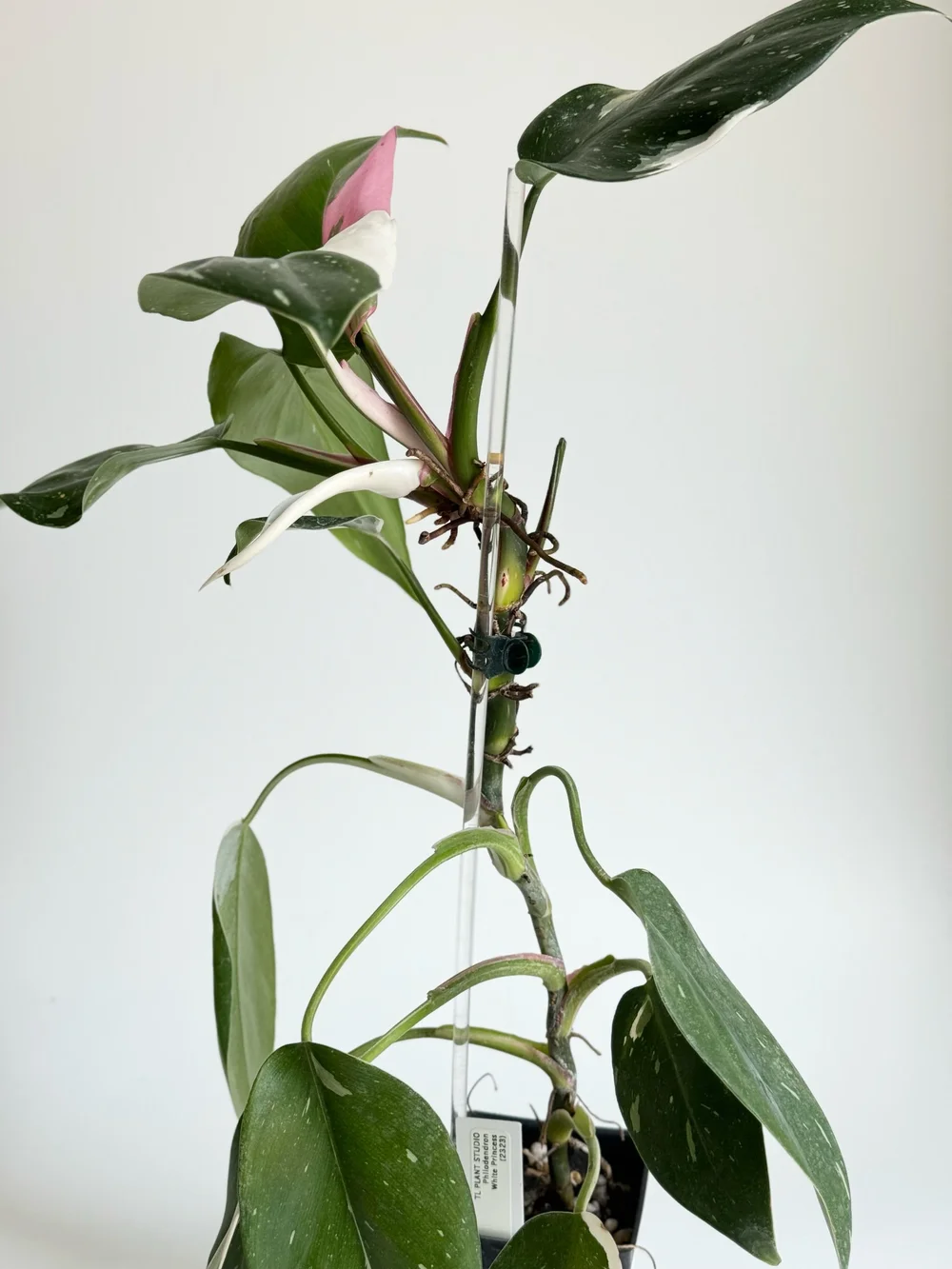 Philodendron White Princess Tricolor #2323  TL PLANT STUDIO