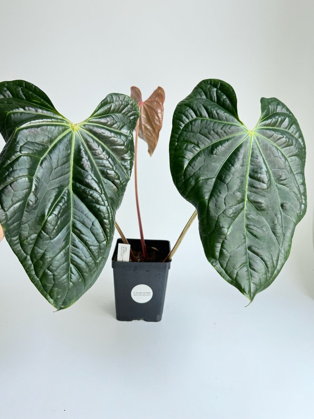 Large Anthurium besseae aff x luxurians #2344  TL PLANT STUDIO