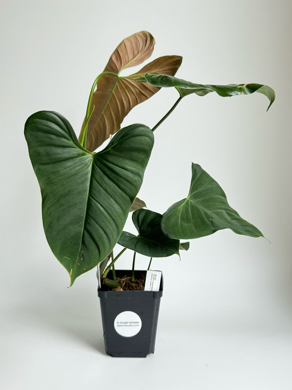 Mature Philodendron lupinum #2319  TL PLANT STUDIO