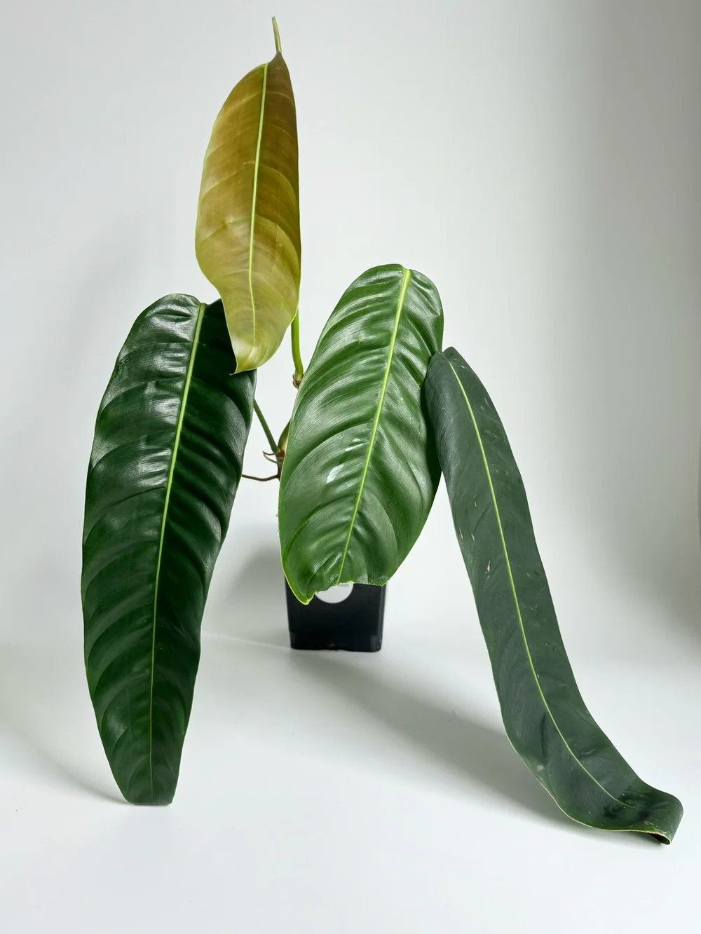 plant jade Trailing Jade 'Senecio jacobsenii' 1 Gal. / Black / With Pot main image 1