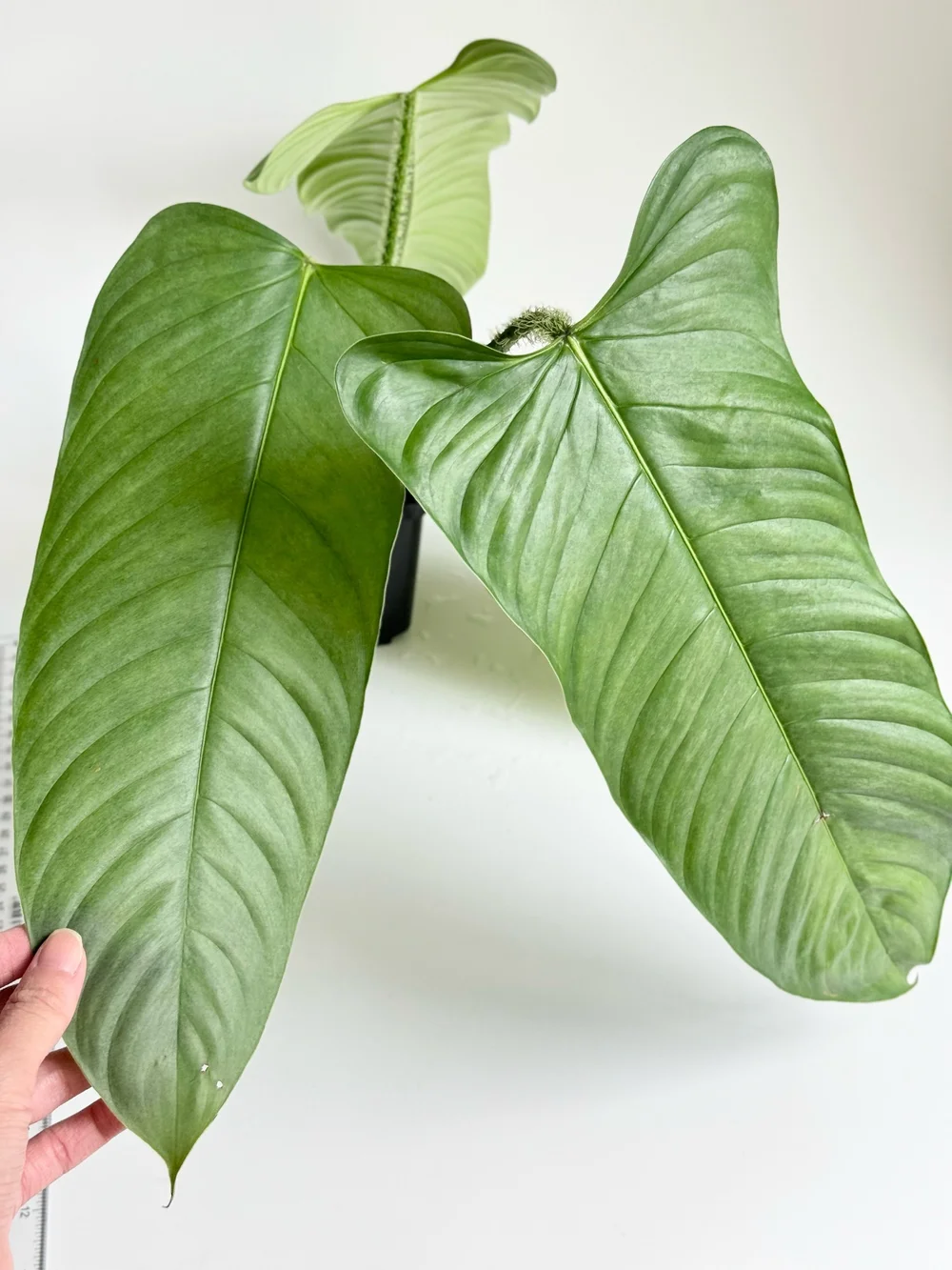 Large Philodendron genevievianum Silver #2394  TL PLANT STUDIO