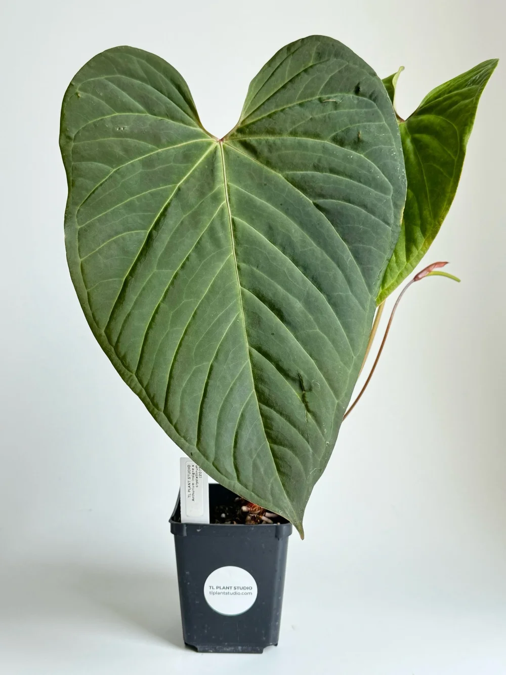 olive tree indoor plant Premium Indoor Artificial Olive Tree
