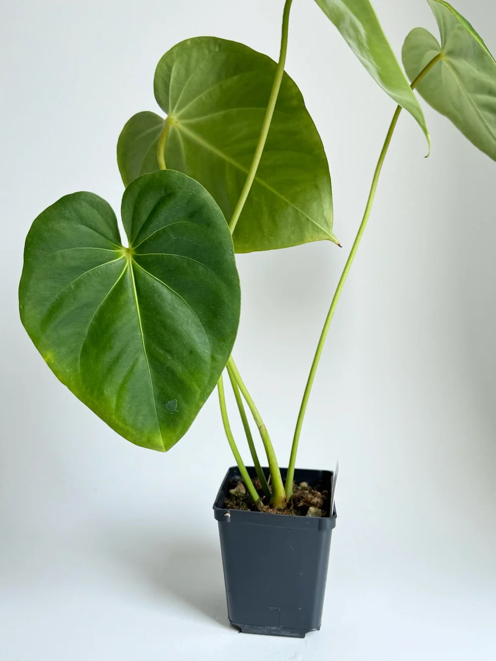 Anthurium huixtlense #2126  TL PLANT STUDIO