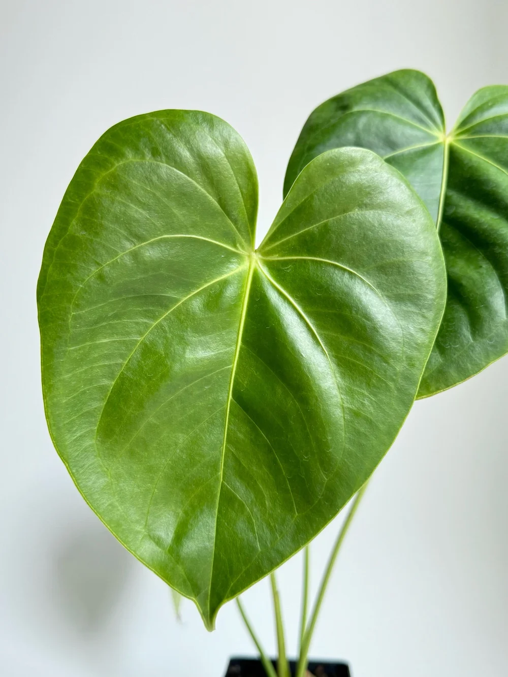anthurium magnificum x forgetii Anthurium (crystallinum x magnificum) x (forgetii x AOS)