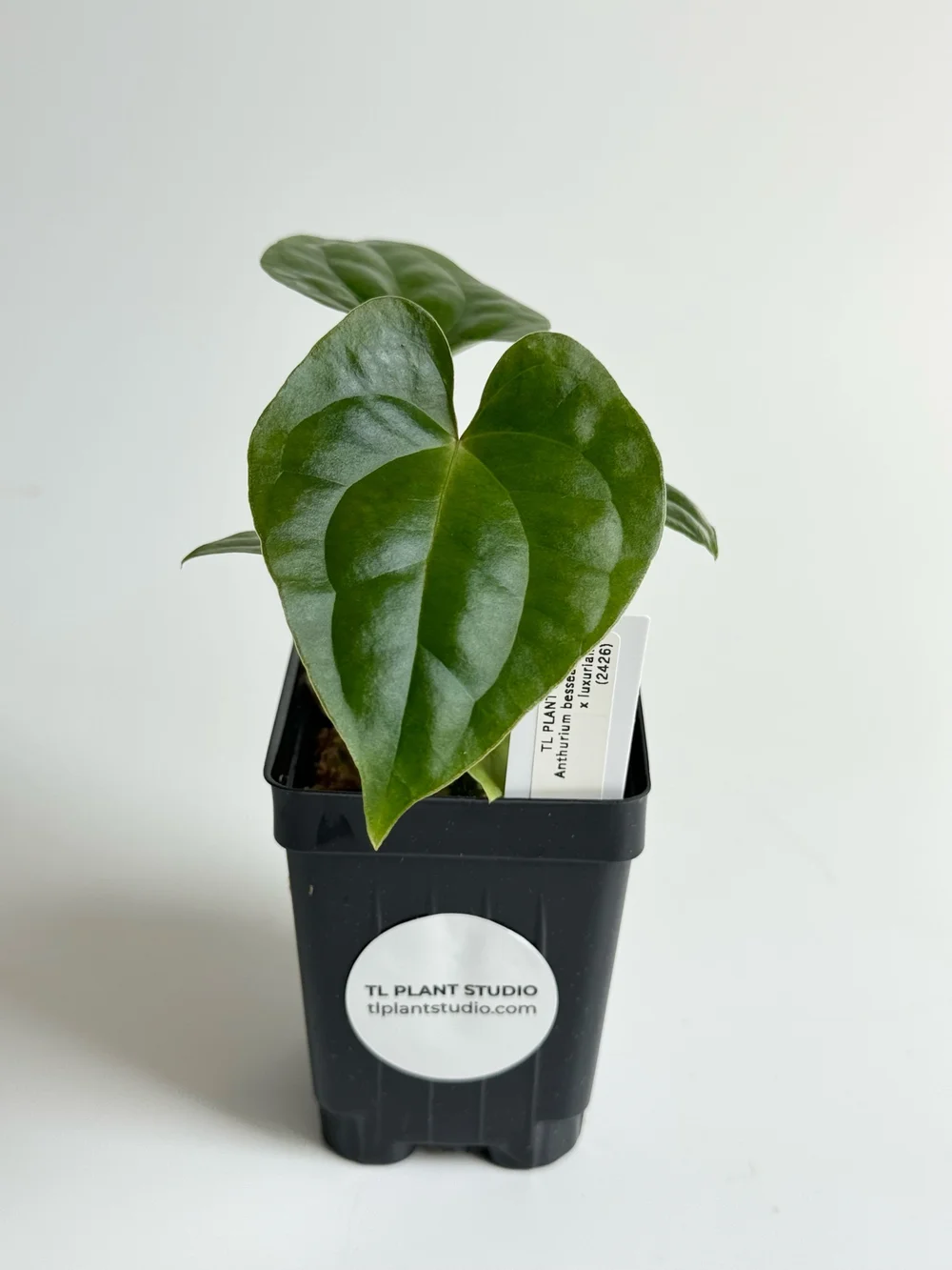Anthurium besseae aff x luxurians #2426  TL PLANT STUDIO