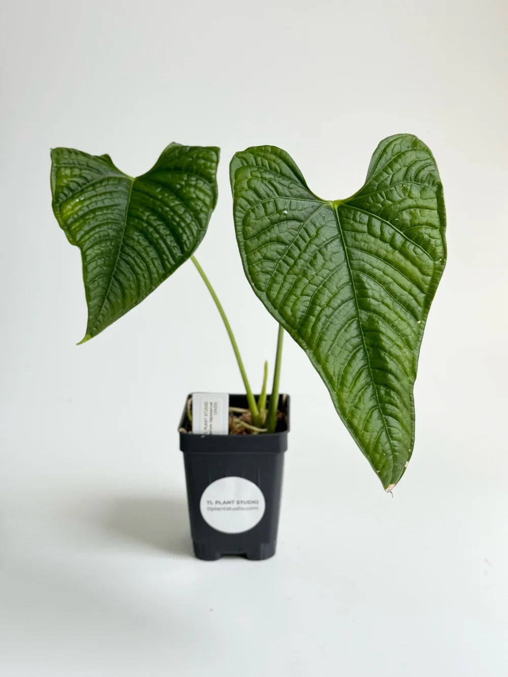 Anthurium lappoanum #2425  TL PLANT STUDIO