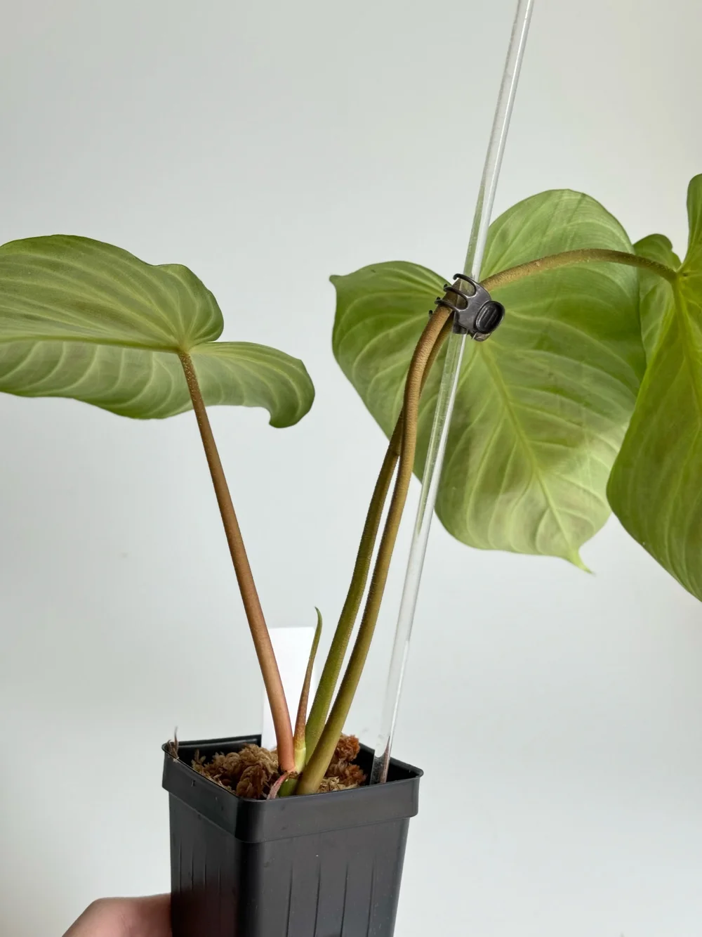 Philodendron pseudoverrucosum #2373  TL PLANT STUDIO