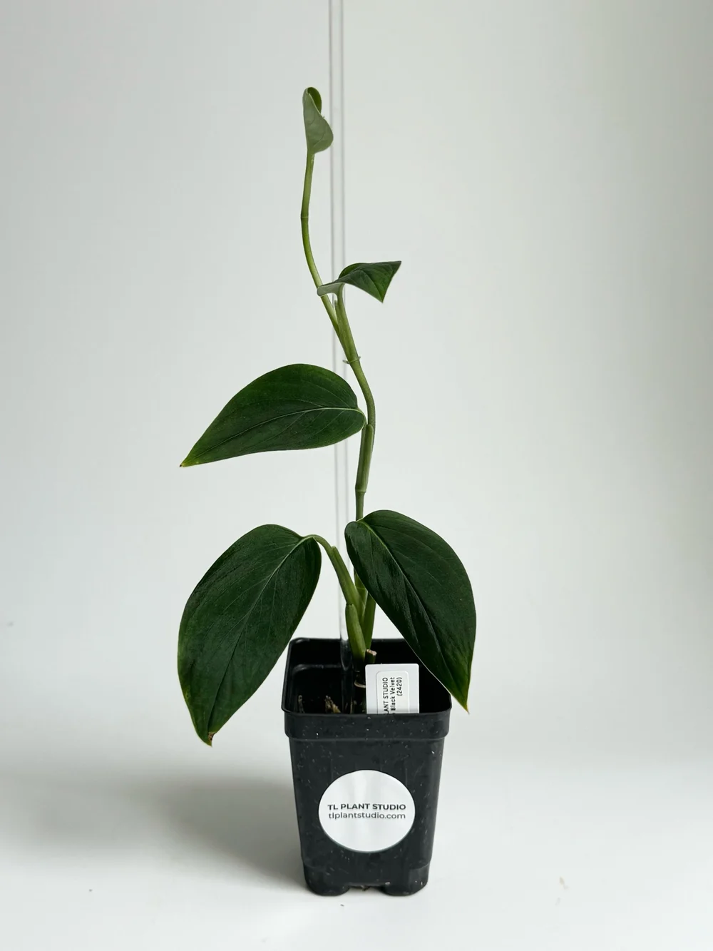 Monstera sp Black Velvet #2352  TL PLANT STUDIO