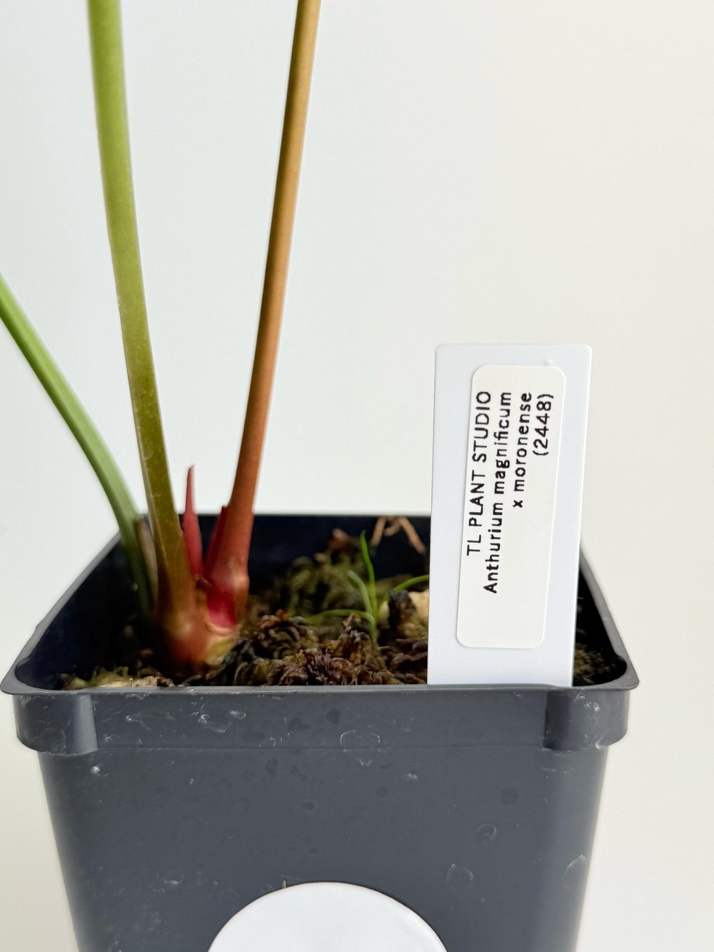 Anthurium magnificum x moronense #2448  TL PLANT STUDIO