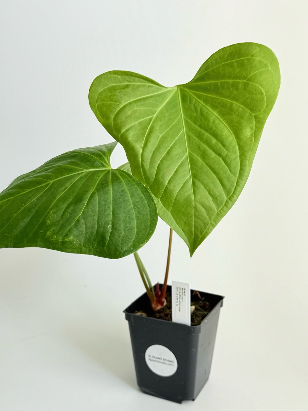 Anthurium magnificum x moronense #2448  TL PLANT STUDIO