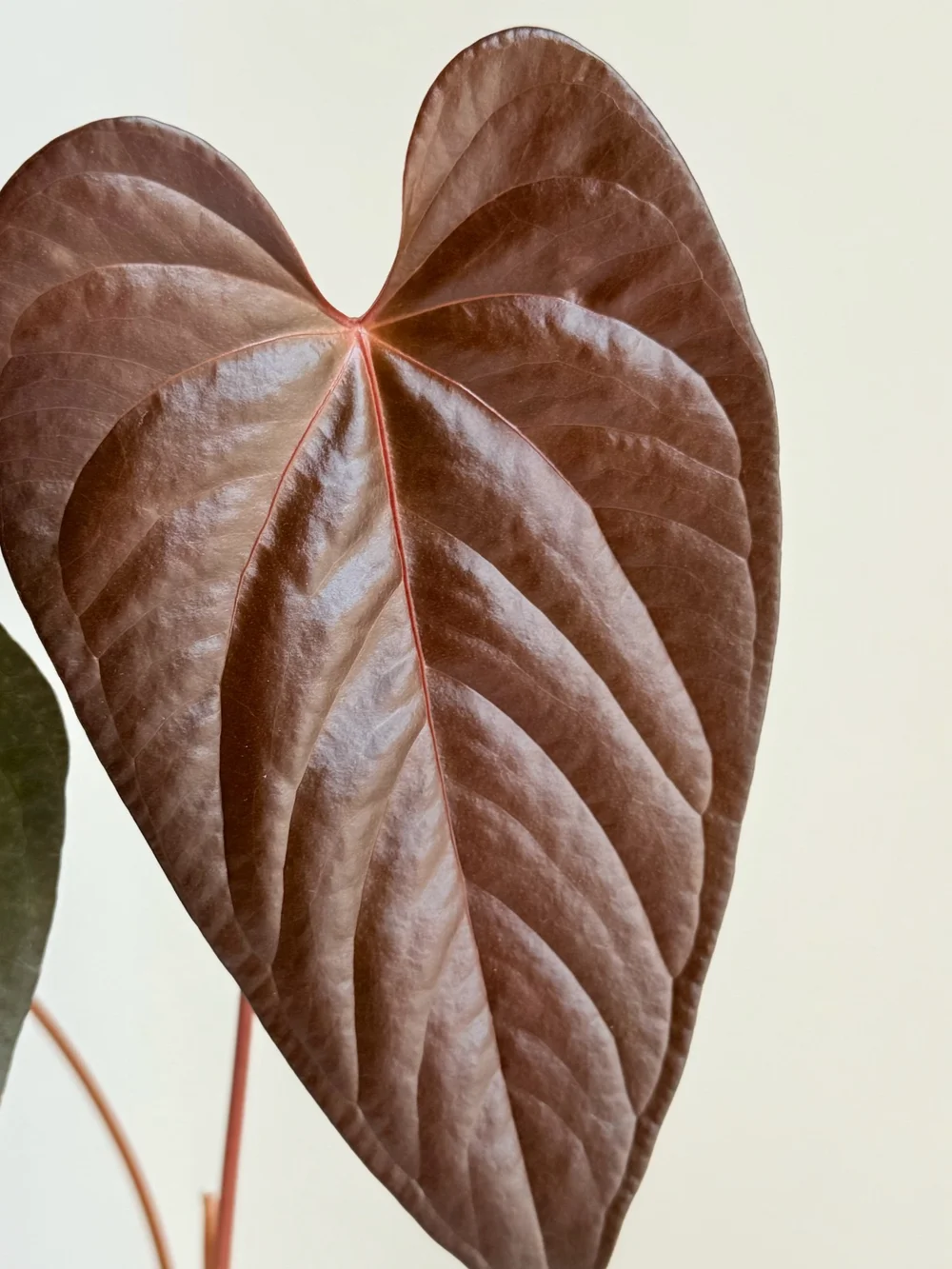 Anthurium moodeanum aff #2342 — TL PLANT STUDIO