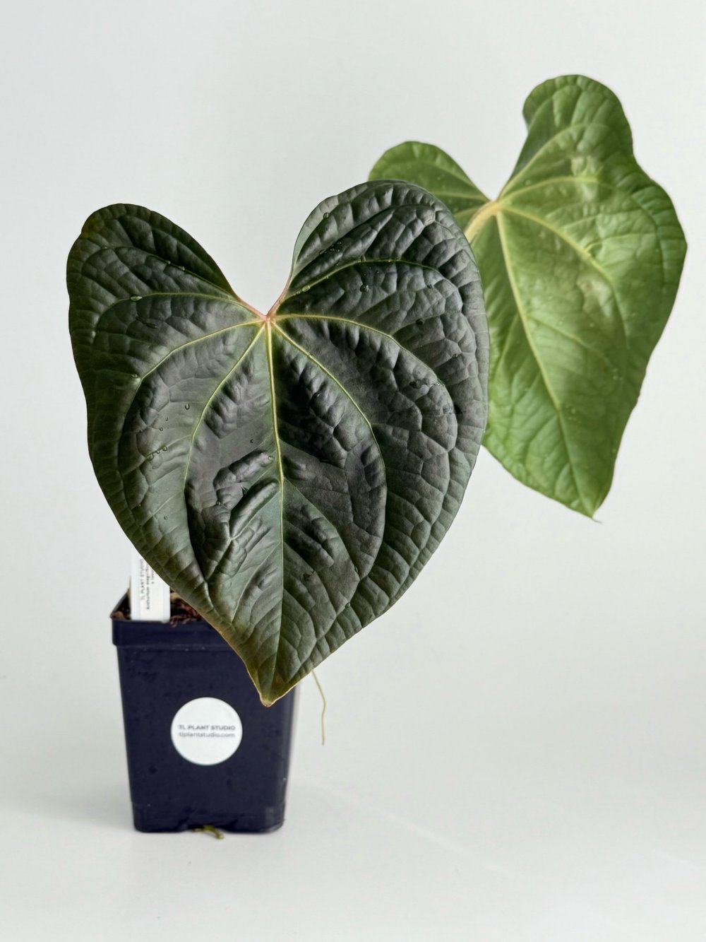 Large Anthurium magnificum x luxurians #2481  TL PLANT STUDIO