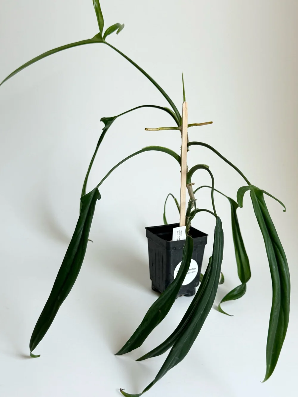 zz plants near me ZZ Plant – Plant Shop GR main image 1