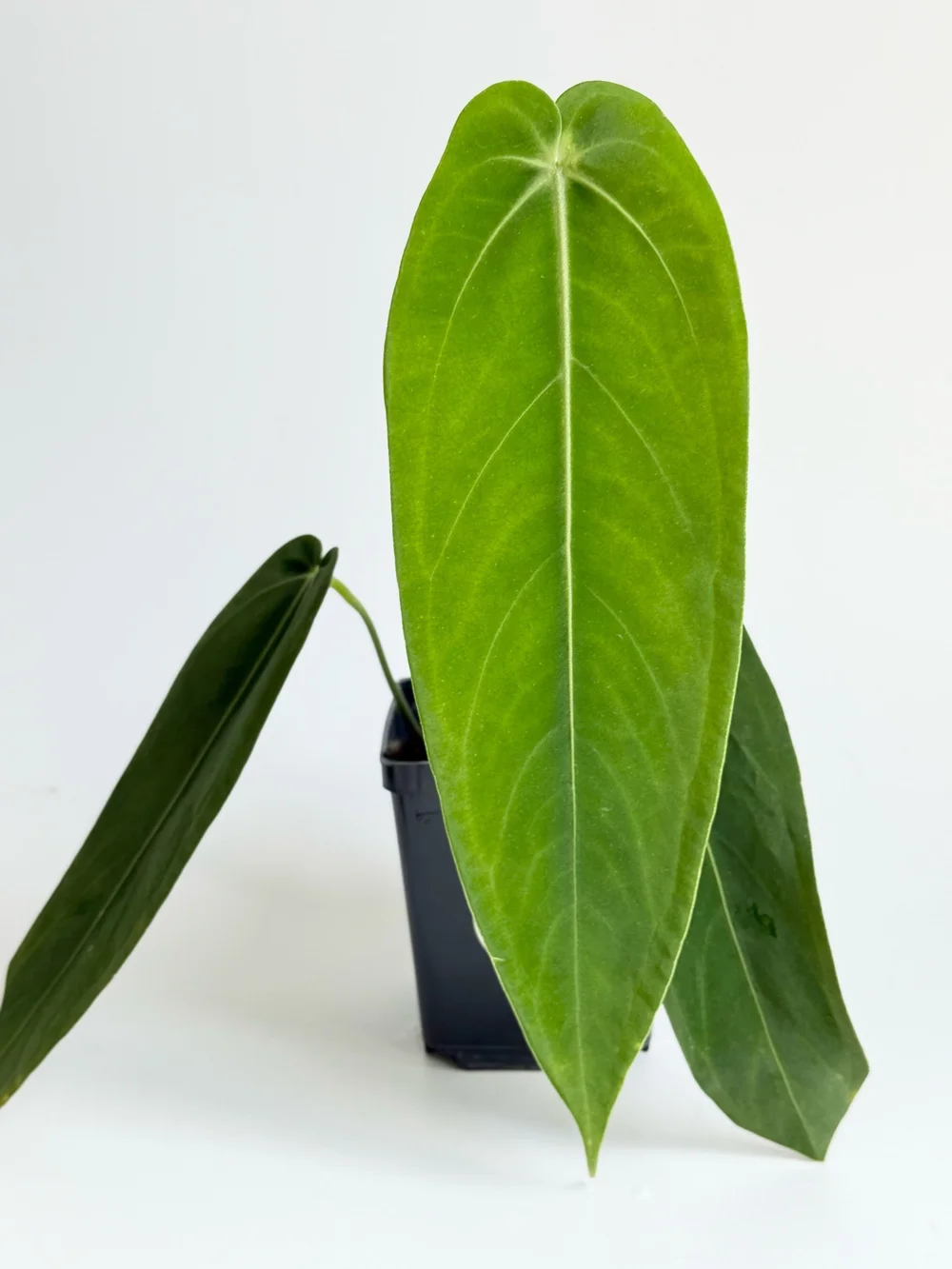 Anthurium warocqueanum 'Esmeralda' #2452  TL PLANT STUDIO