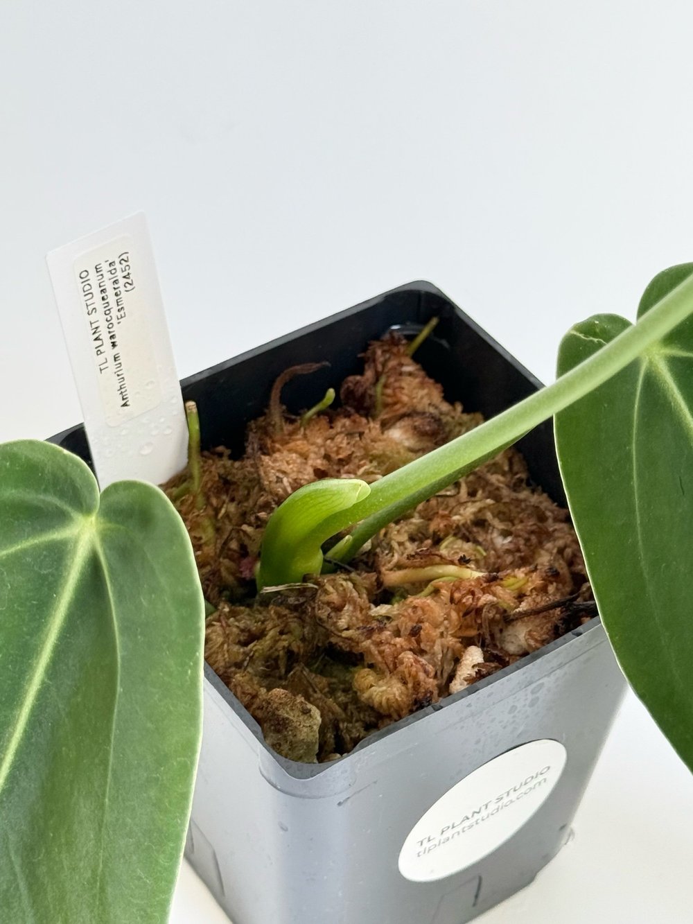 mini alocasia zebrina Alocasia Zebrina | Buy Exotic Plant