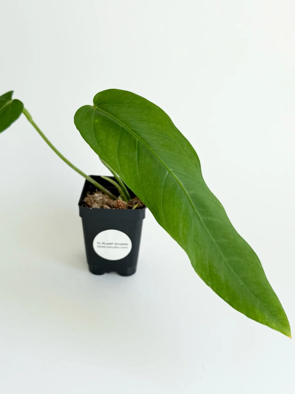 anthurium brownii variegated Anthurium Brownii hybrid variegata