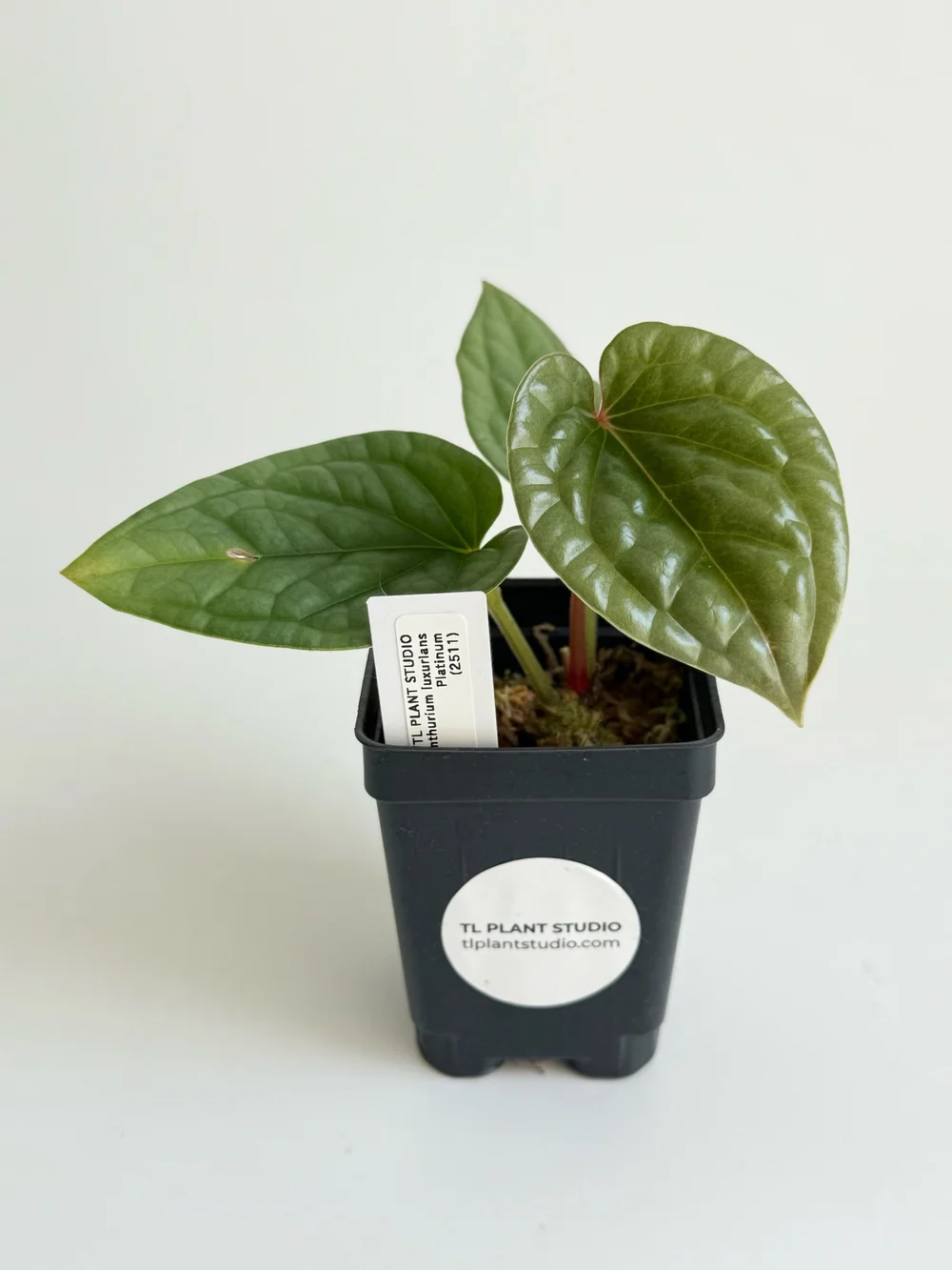 Anthurium luxurians Platinum #2511  TL PLANT STUDIO