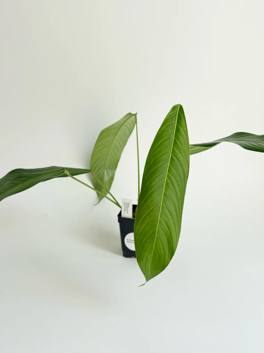 Philodendron heterocraspedon #2502  TL PLANT STUDIO