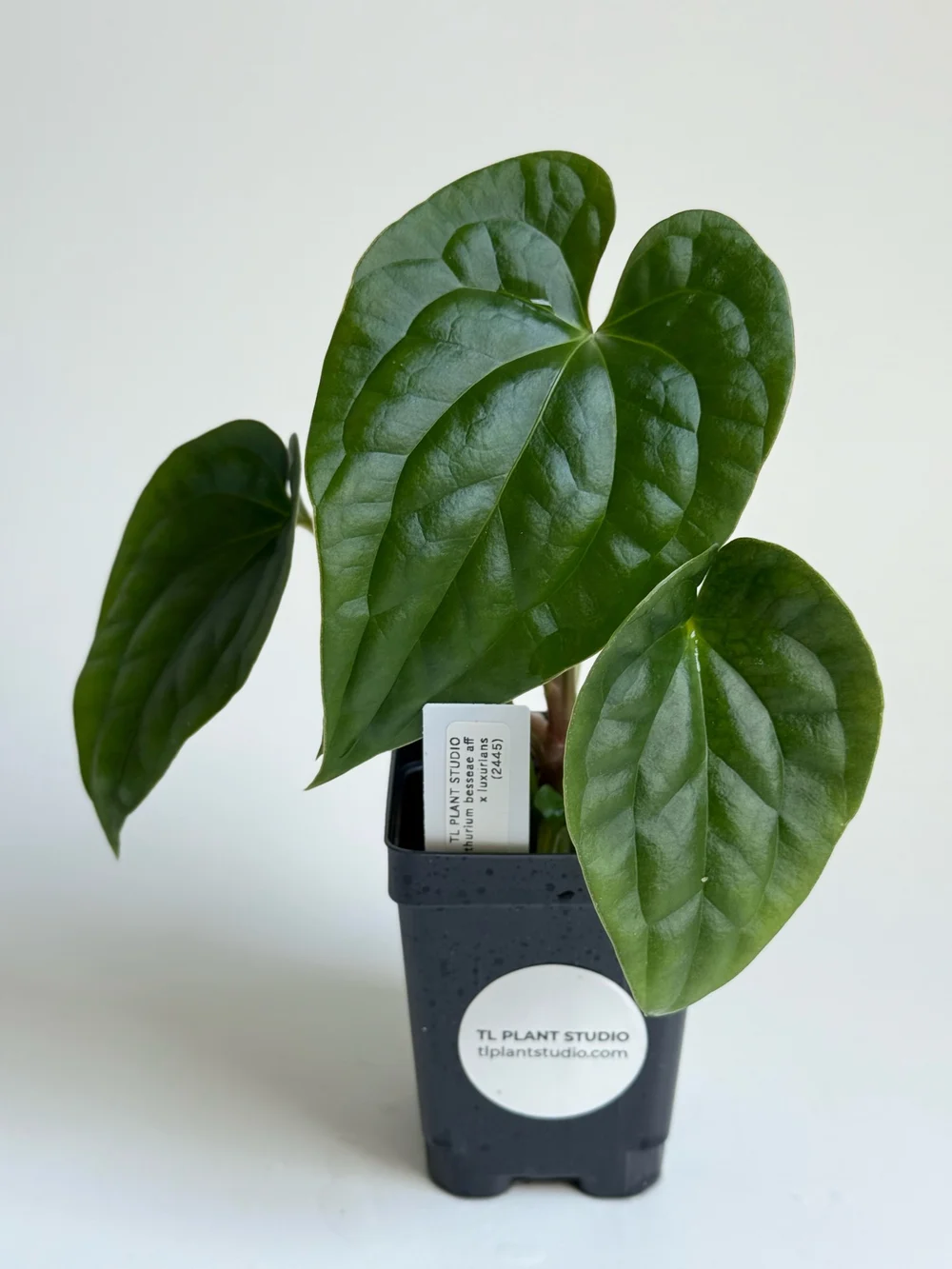 Anthurium besseae aff x luxurians #2445  TL PLANT STUDIO