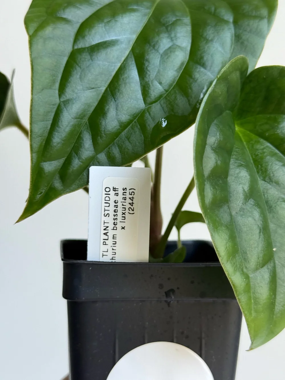 Anthurium besseae aff x luxurians #2445  TL PLANT STUDIO