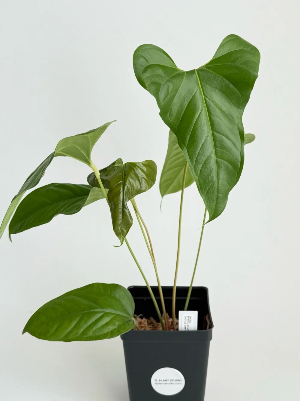 Anthurium insigne #2537  TL PLANT STUDIO