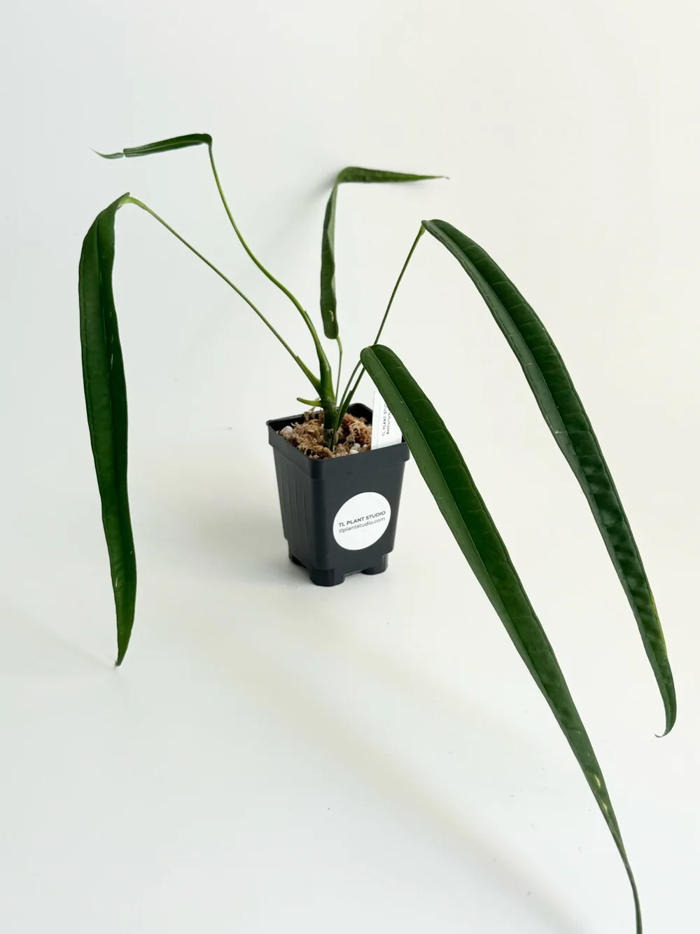 Anthurium lutheri #2530 — TL PLANT STUDIO