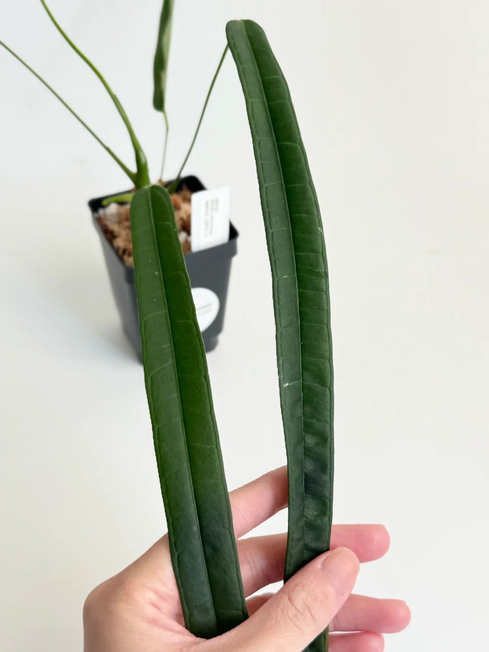 Anthurium lutheri #2530 — TL PLANT STUDIO