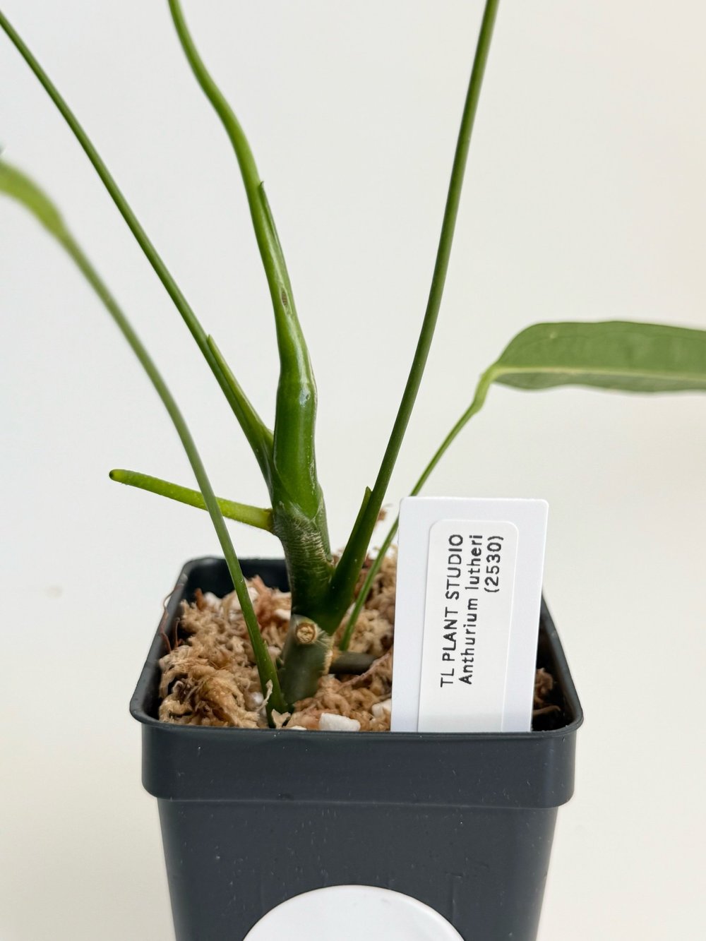 Anthurium lutheri #2530 — TL PLANT STUDIO