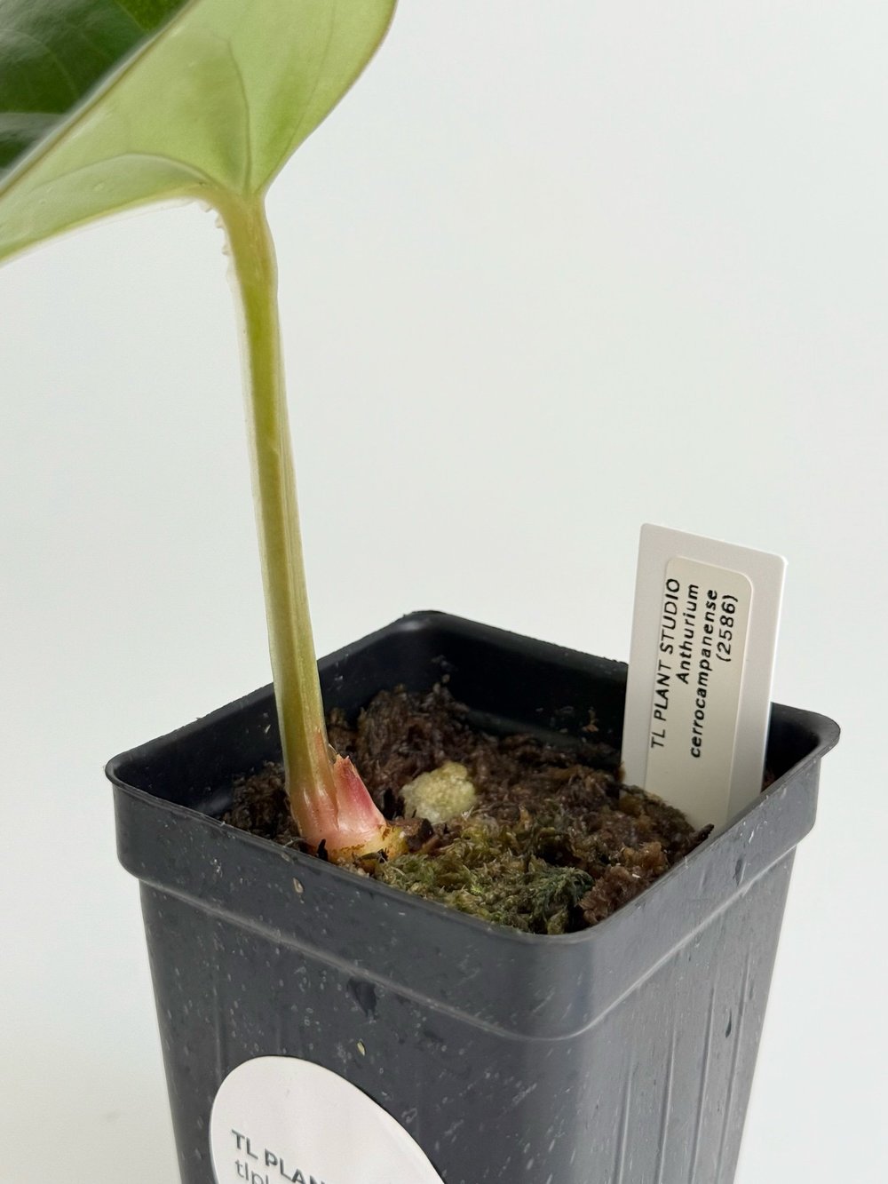 Anthurium cerrocampanense #2586  TL PLANT STUDIO