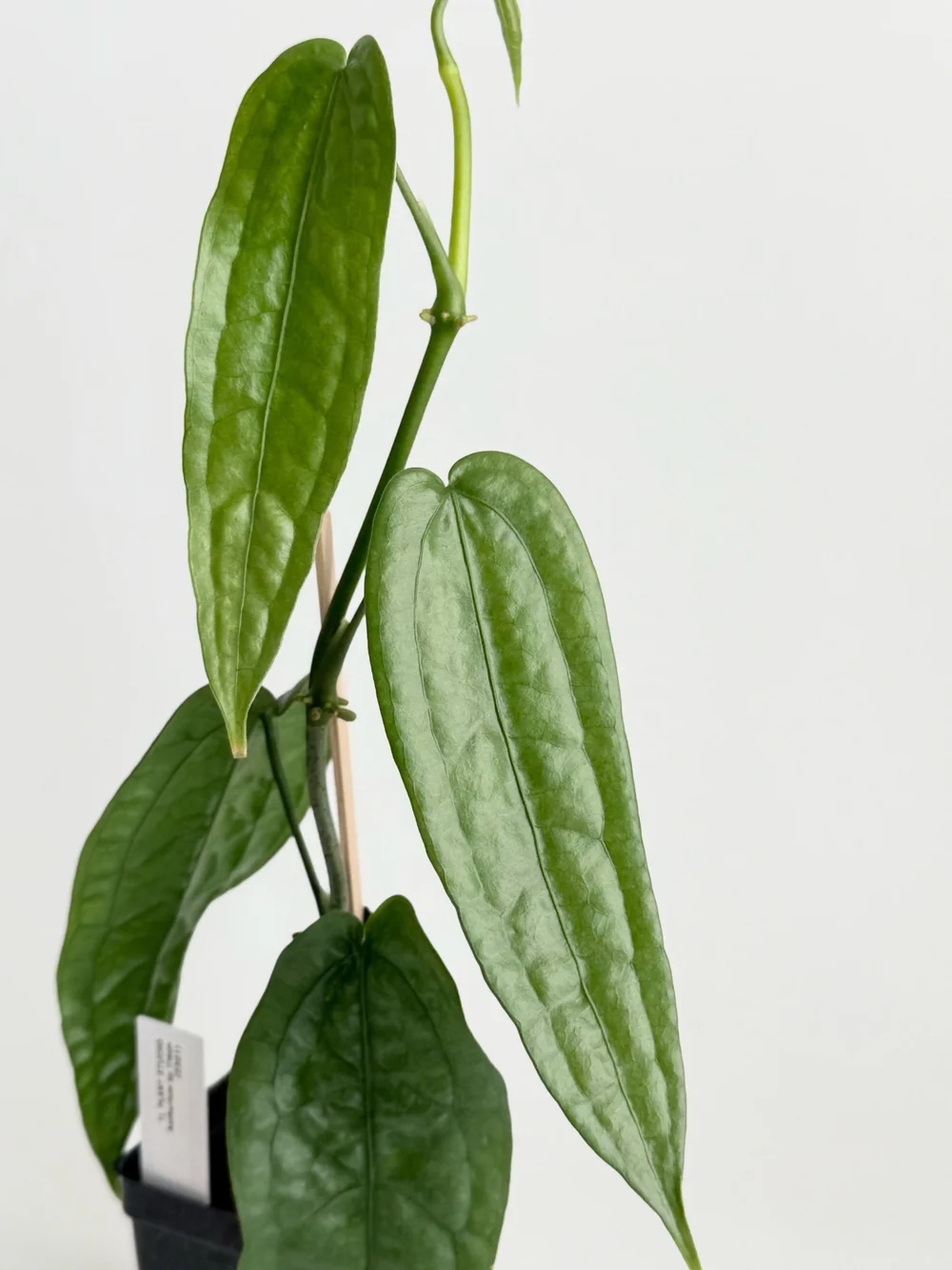Anthurium sp limon #2301  TL PLANT STUDIO