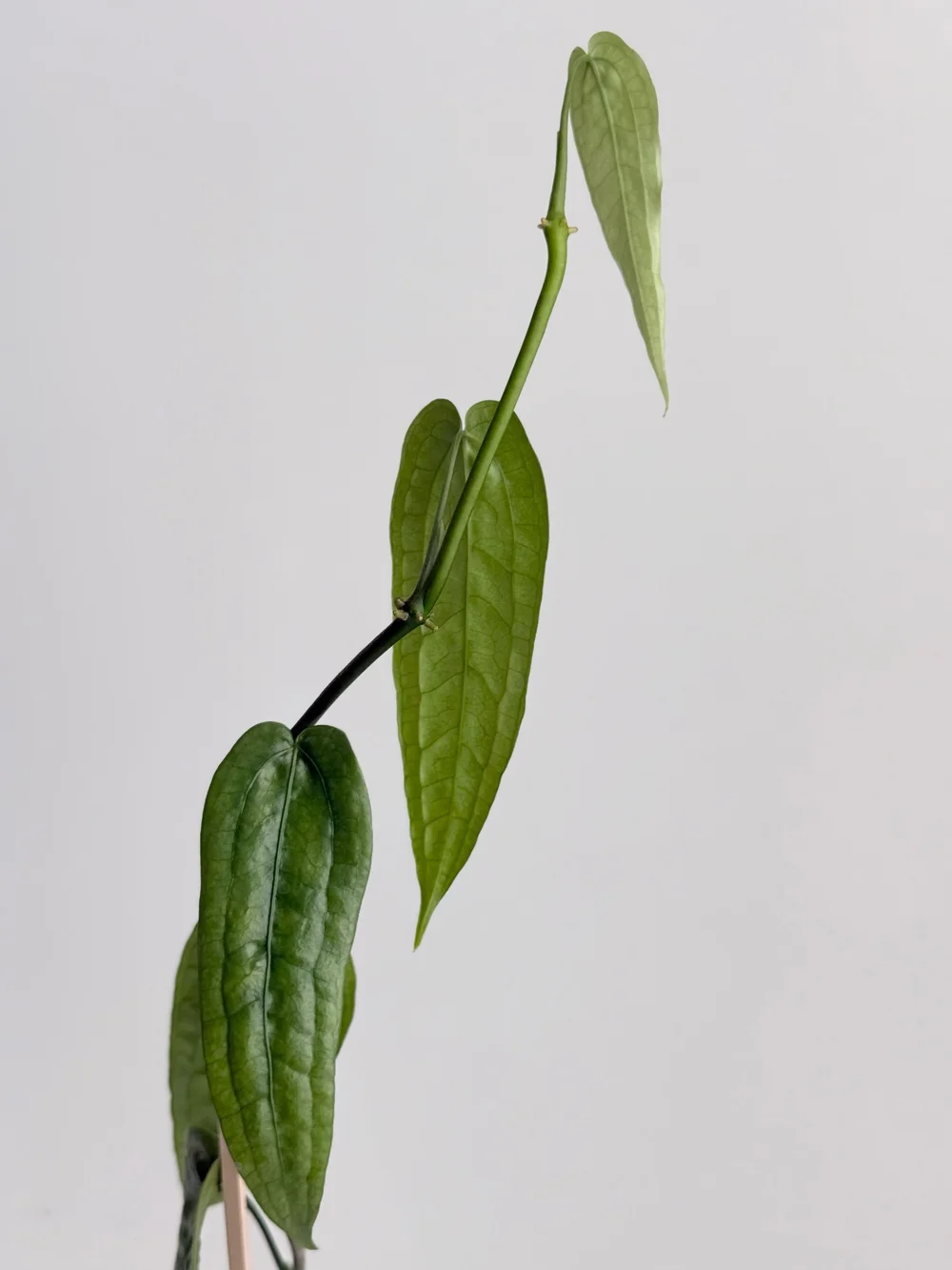 Anthurium sp limon #2302  TL PLANT STUDIO