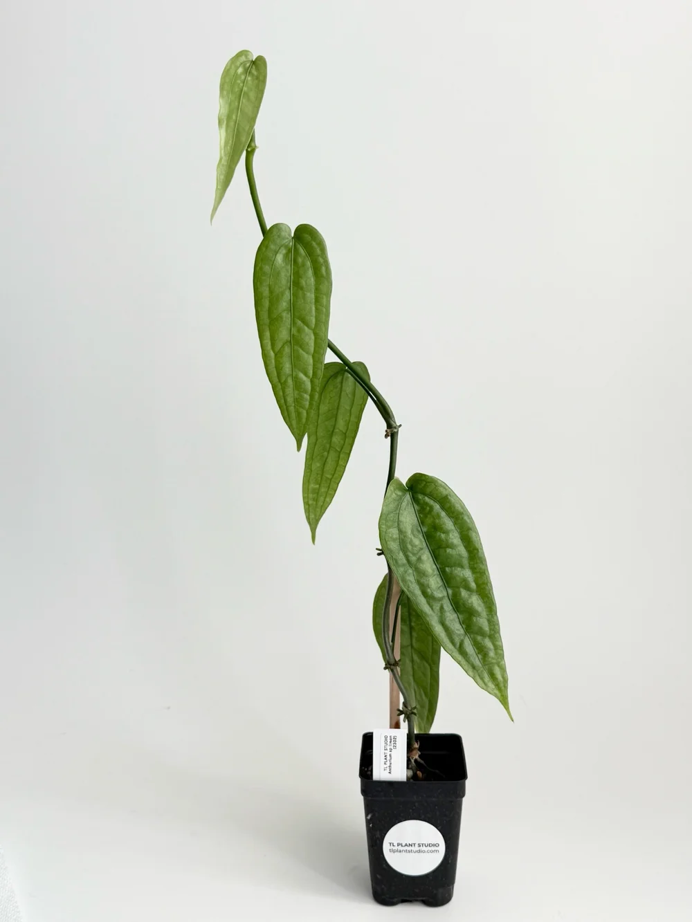 sparkling sarah aglaonema Sparkling Sarah Chinese Evergreen Aglaonema Plant in 6 in. Grower Pot main image 0