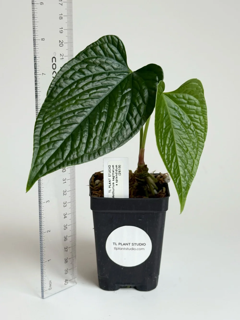 dieffenbachia silver bay Panther Dieffenbachia - Very Durable