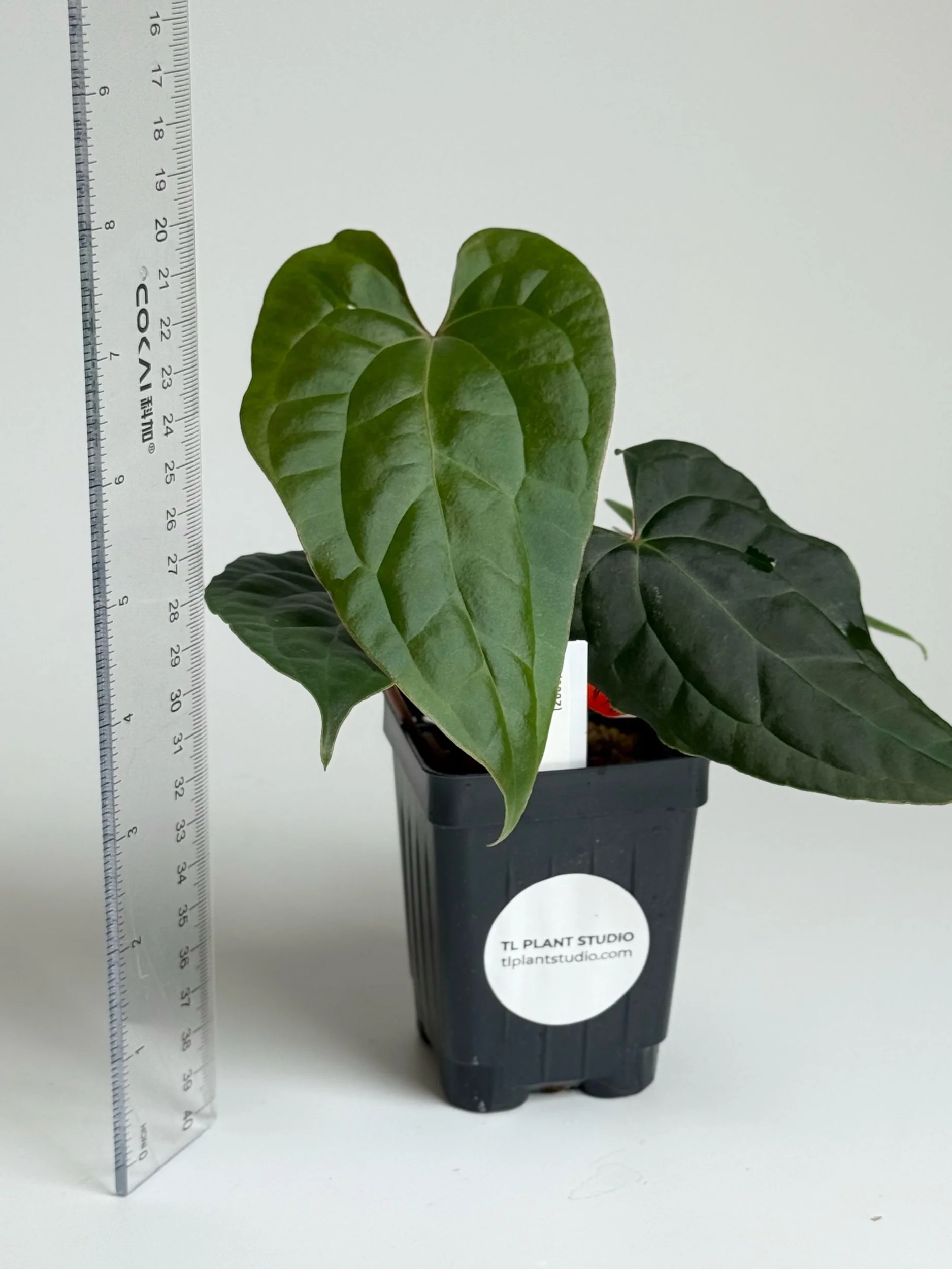 NK】転売不可 Anthurium warocqueanum Dark Narrow 【フィロデンドロン