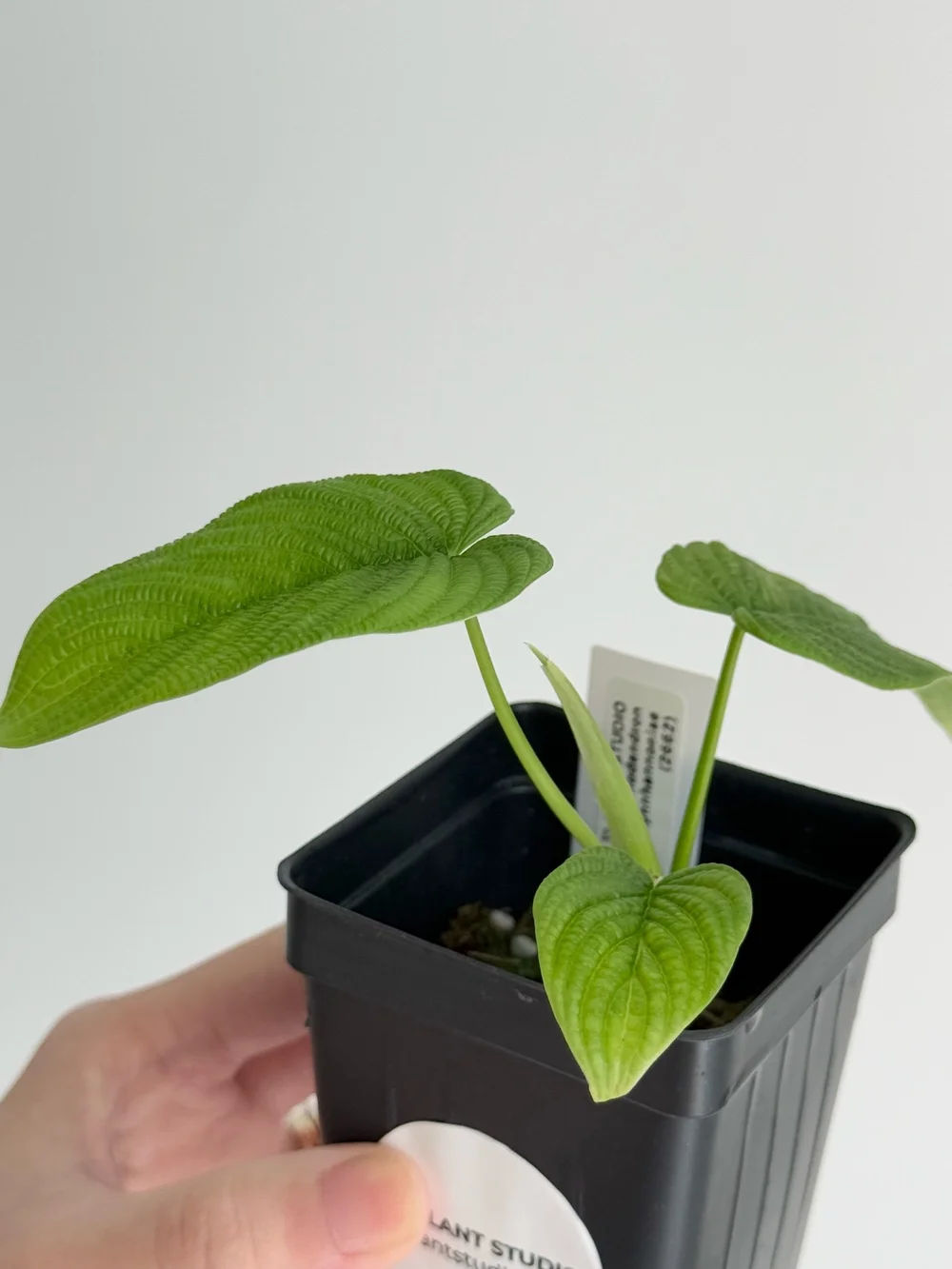philodendron minima variegata Monstera minima 'Variegata' (Rhaphidophora tetrasperma 'Variegata') –  Secret Garden Plant Shop