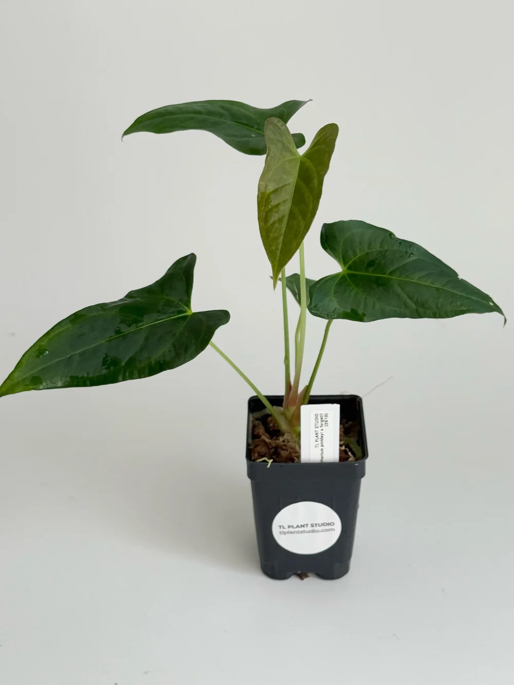 anthurium gigi Anthurium Gigi Dreams Plant – ASHIYANA STORE main image 1