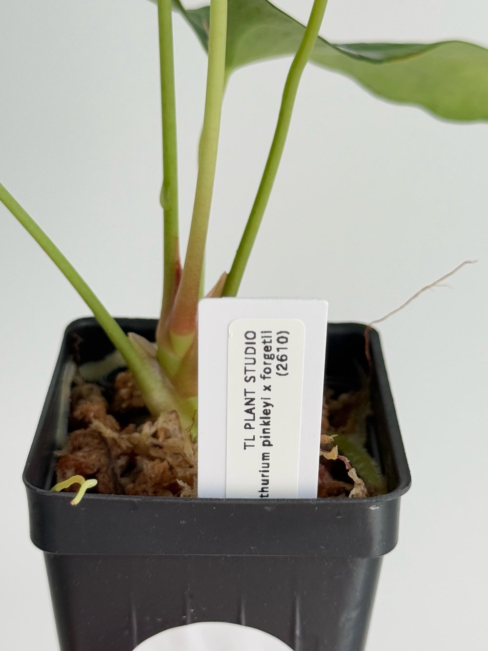 Anthurium pinkleyi x forgetii #2610  TL PLANT STUDIO