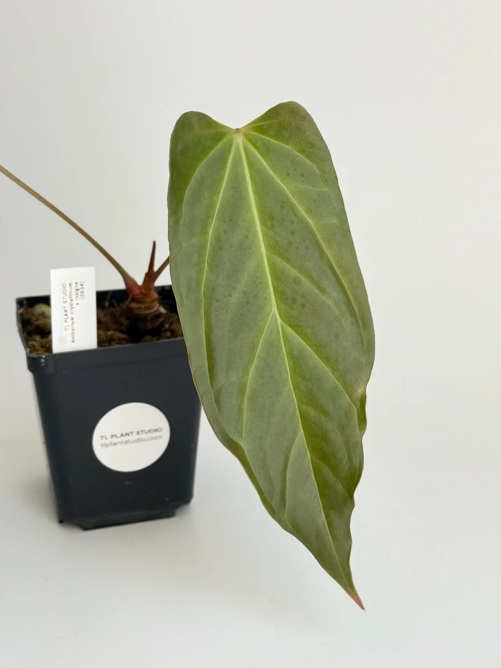 dracaena song of india plant care Song of India, Dracaena Reflexa Dragon Tree main image 0
