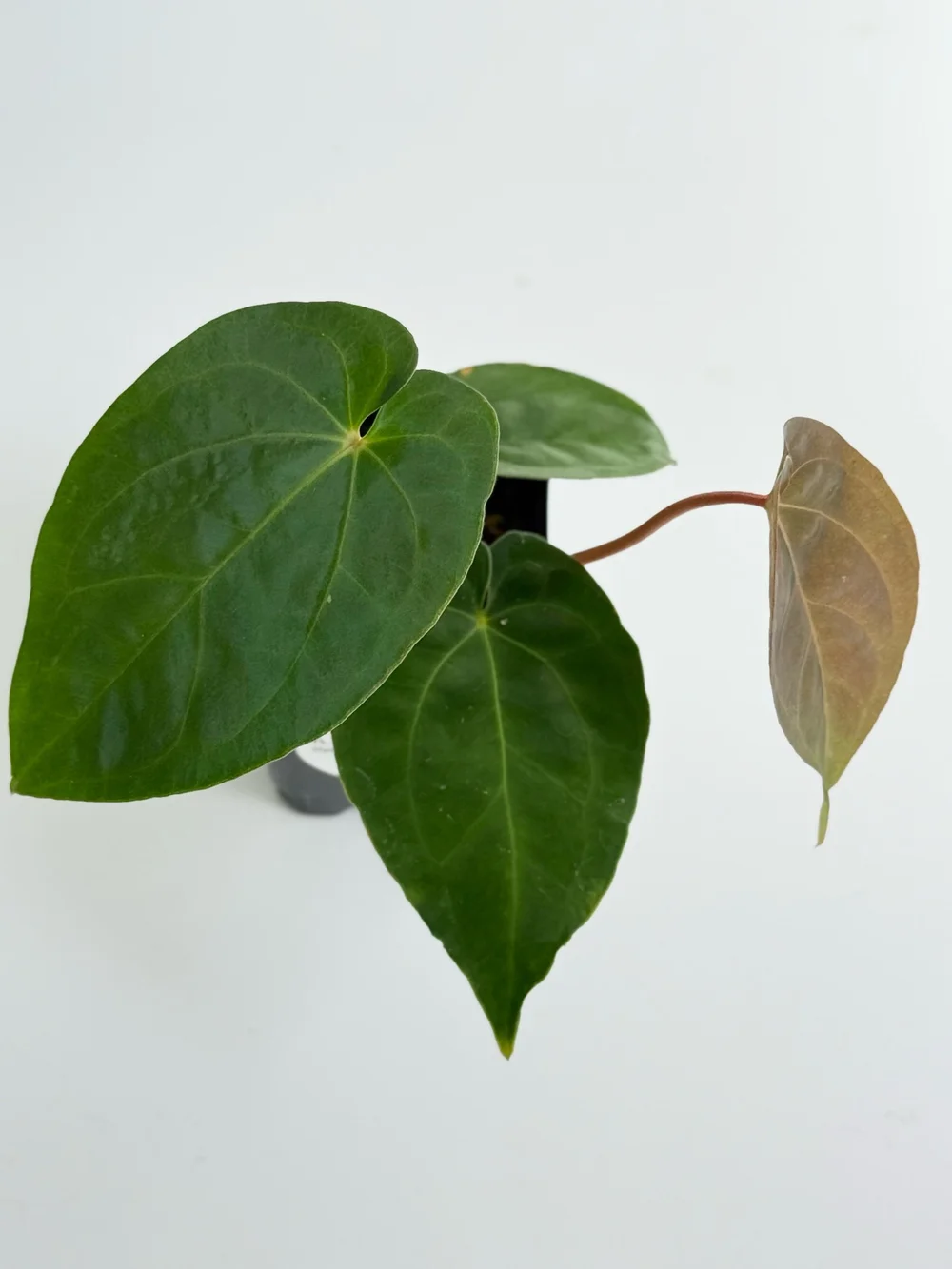 Anthurium besseae aff x dressleri #2769 — TL PLANT STUDIO