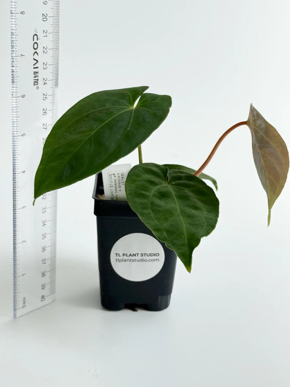 Anthurium besseae aff x dressleri #2769 — TL PLANT STUDIO