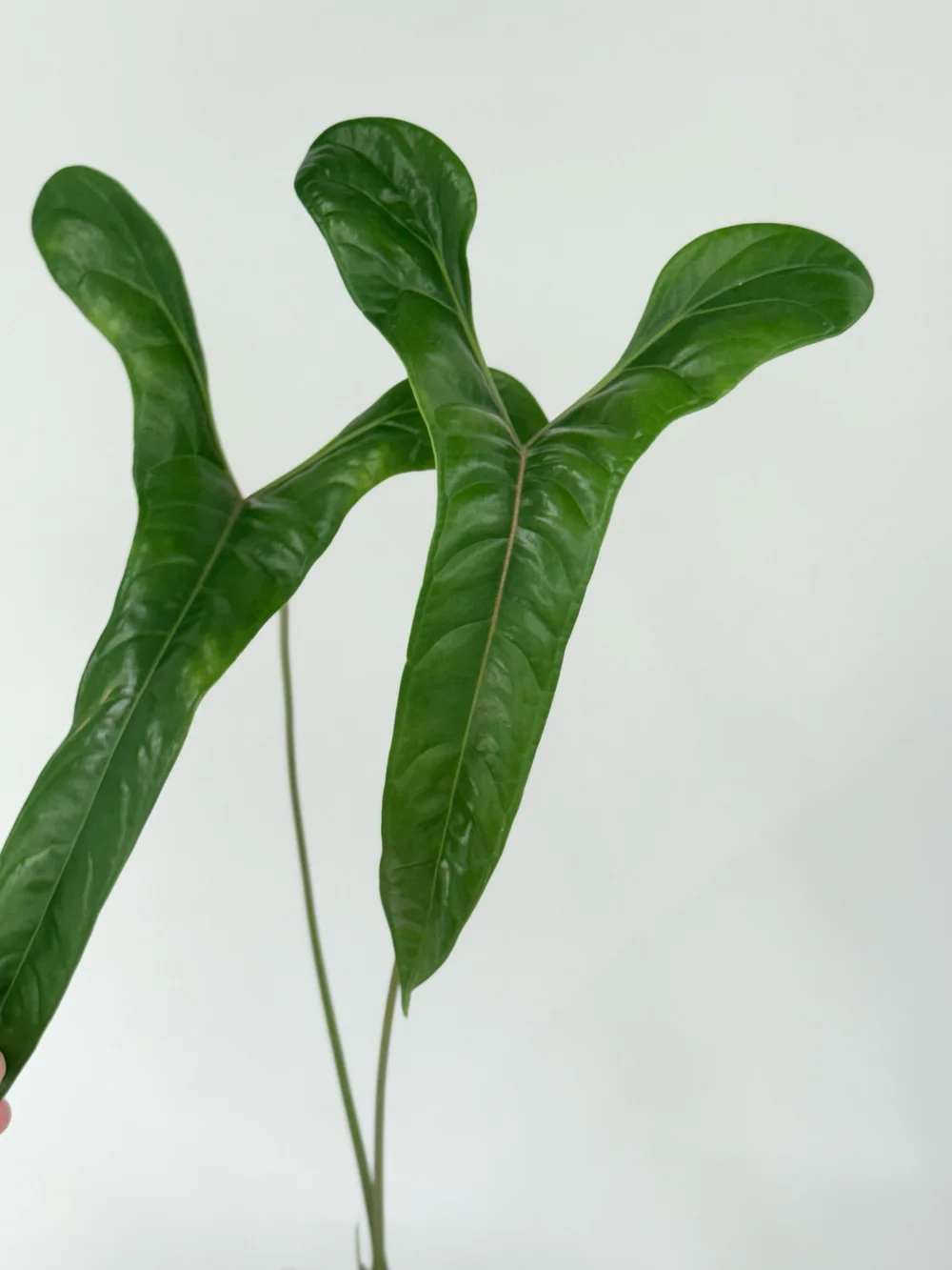 blattkaktus pflege und standort Epiphyllum ackermanii