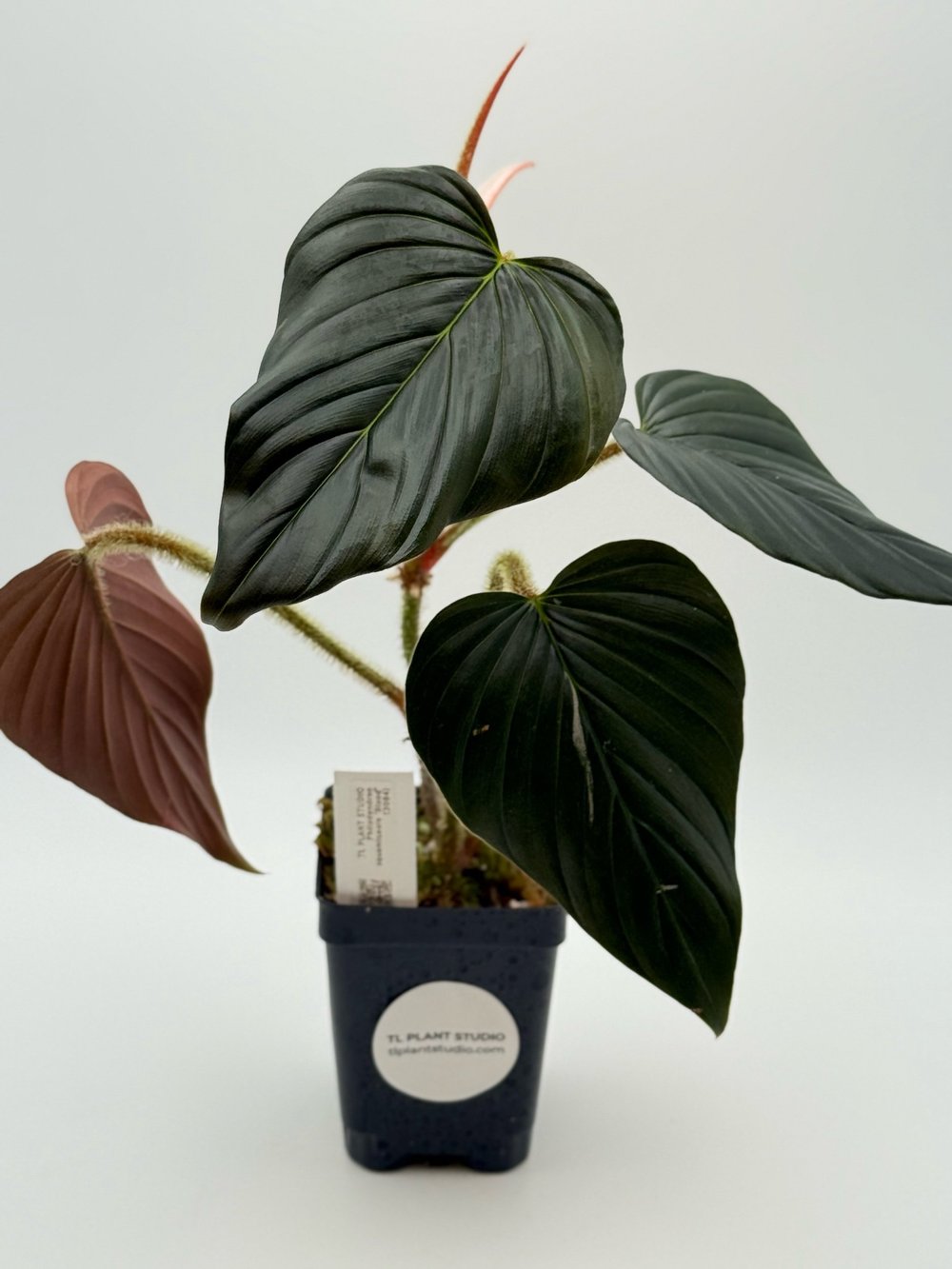 大　Philodendron squamicaule blood Philodendron squamicaule Blood #3084 — TL PLANT STUDIO