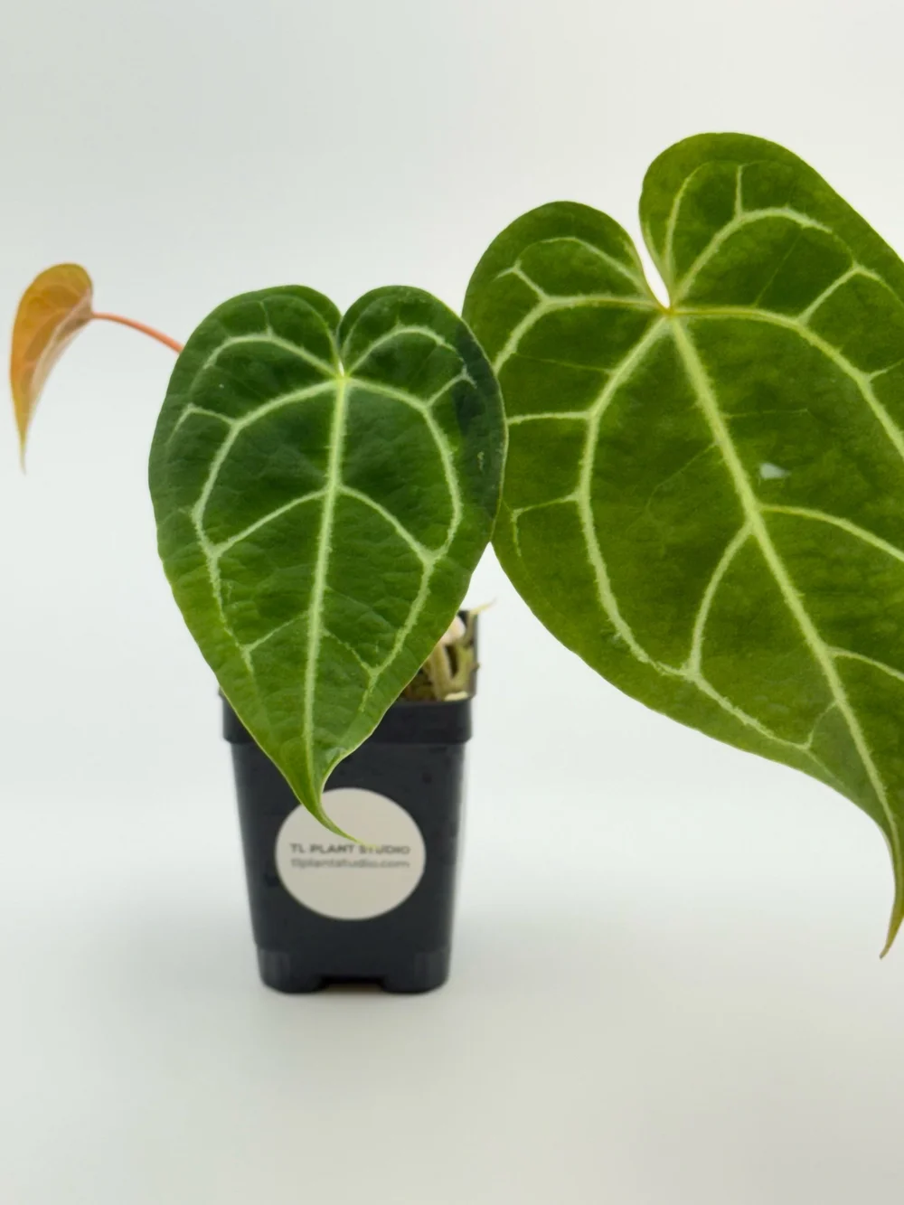 Barry Schwartz's Anthurium NOID #2795  TL PLANT STUDIO